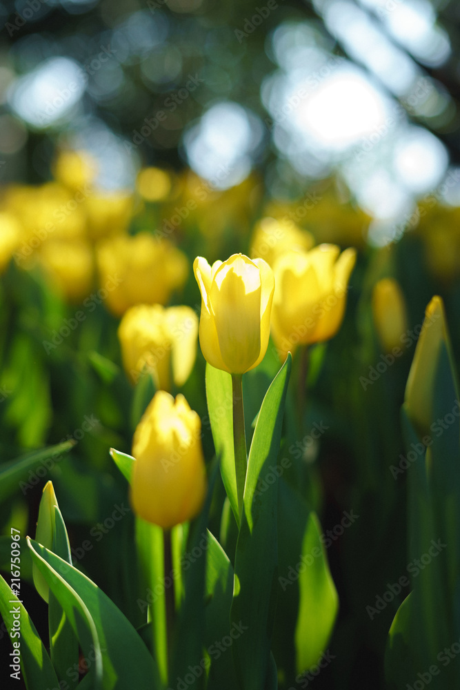 Naklejka premium Colorful yellow tulips