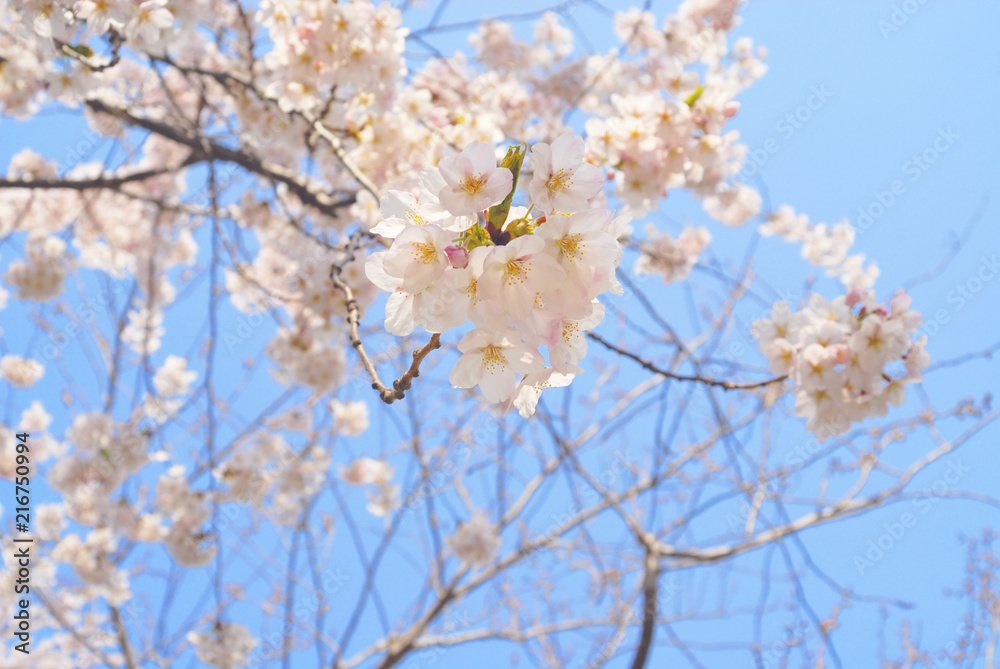 桜　春　素材