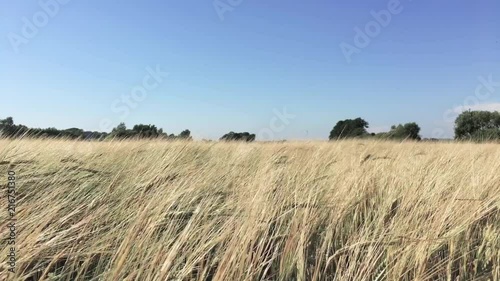 Wheet field blowing in the wind with blue sky. photo