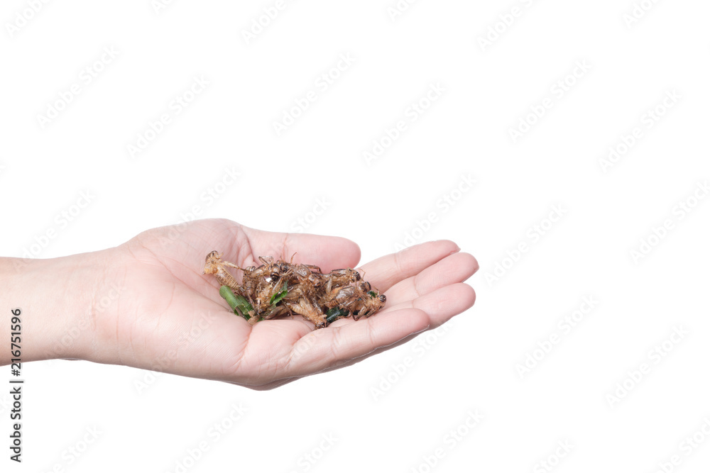 Hand holding deep fried cricket, an insect full of protein, famous thai street food