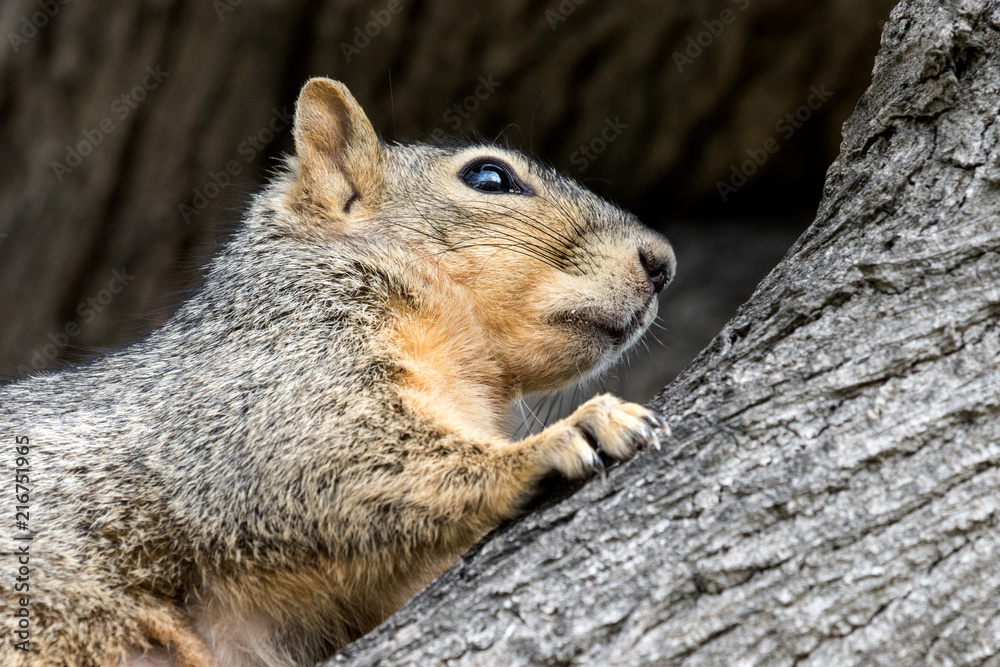 Eastern Fox Squirrel, Fox Squirrel, Bryant's Fox Squirrel - Sciurus niger Eastern Fox Squirrel, Fox Squirrel, Bryant's Fox Squirrel - Sciurus niger