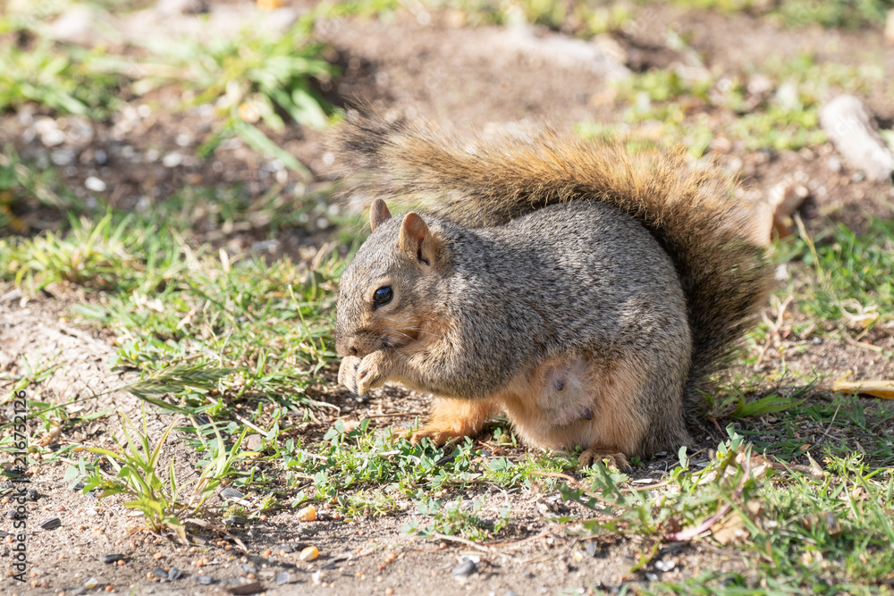Eastern Fox Squirrel, Fox Squirrel, Bryant's Fox Squirrel - Sciurus niger Eastern Fox Squirrel, Fox Squirrel, Bryant's Fox Squirrel - Sciurus niger