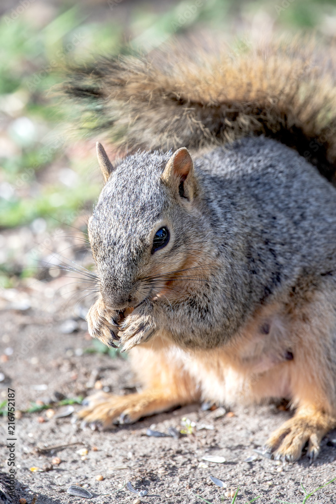 Eastern Fox Squirrel, Fox Squirrel, Bryant's Fox Squirrel - Sciurus niger Eastern Fox Squirrel, Fox Squirrel, Bryant's Fox Squirrel - Sciurus niger