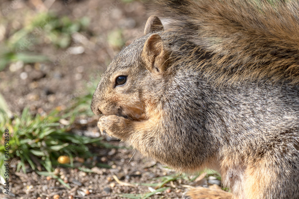 Eastern Fox Squirrel, Fox Squirrel, Bryant's Fox Squirrel - Sciurus niger Eastern Fox Squirrel, Fox Squirrel, Bryant's Fox Squirrel - Sciurus niger