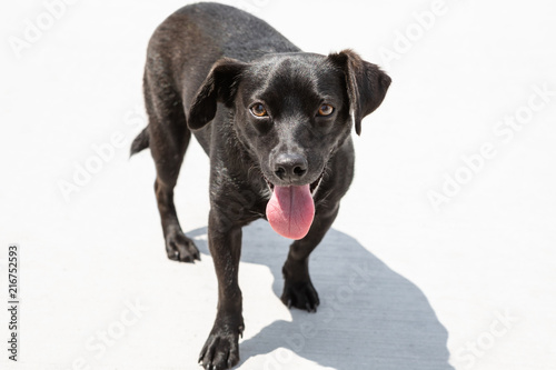 Black dog 3