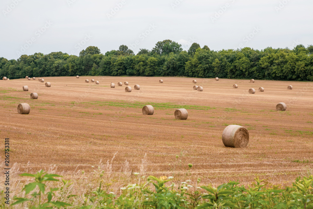 Obraz premium Hay 3