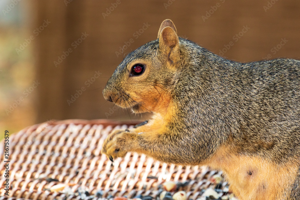 Fototapeta premium Eastern Fox Squirrel, Fox Squirrel, Bryant's Fox Squirrel - Sciurus niger