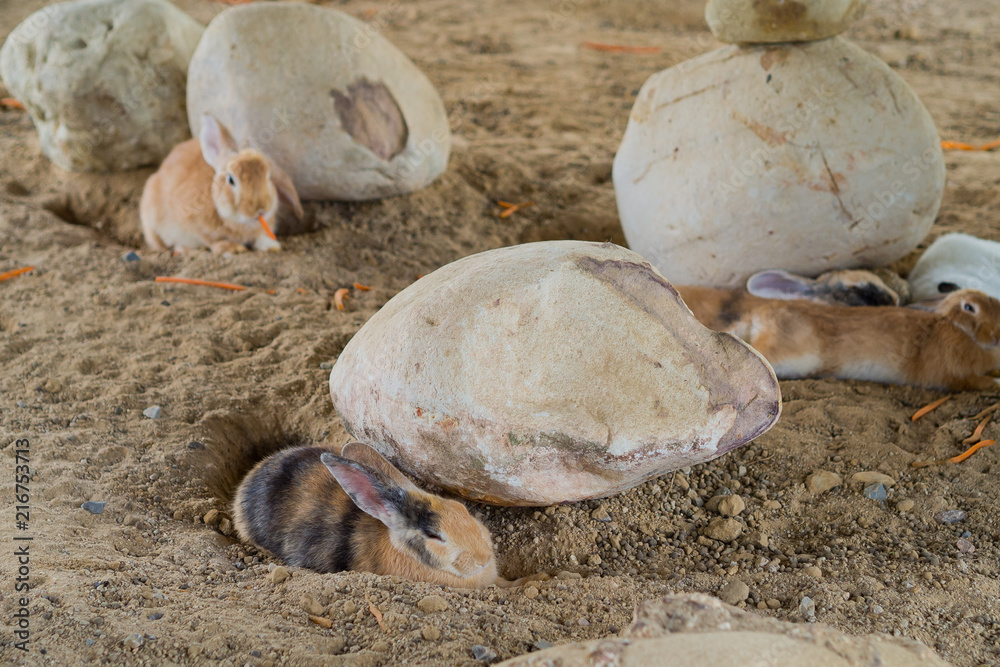 brown rabbit, bunny pet brown rabbit, bunny pet