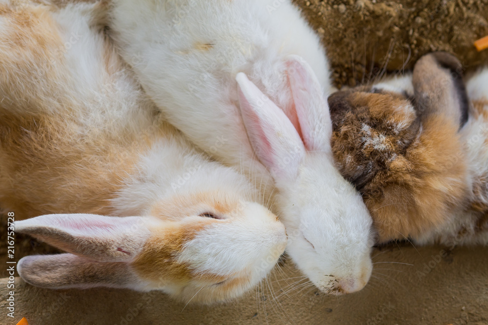 brown rabbit, bunny pet