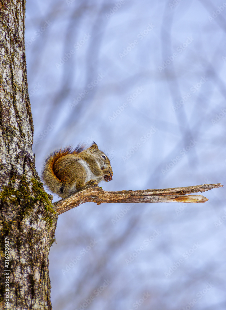 Fototapeta premium Squirrel on break