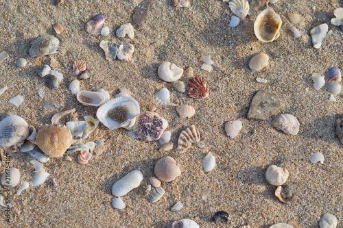 shells on the ground