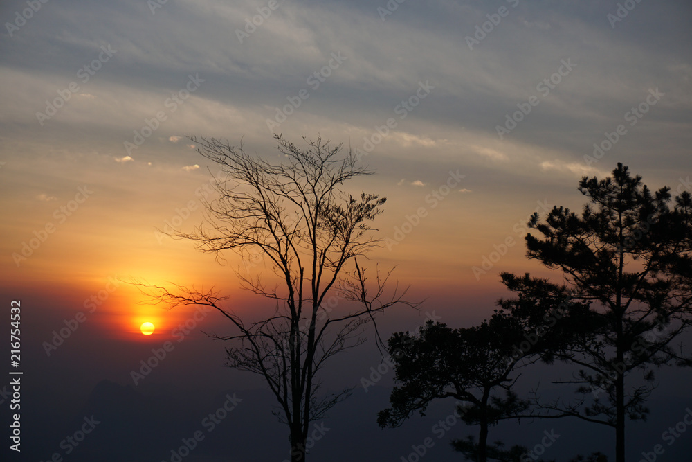 sunrise and silhouette tree