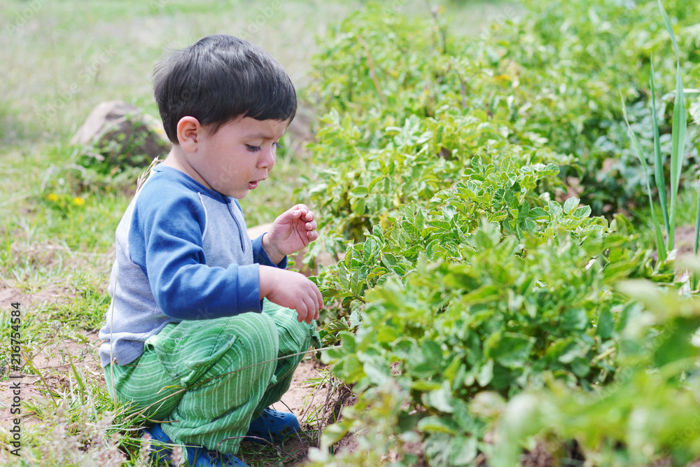 Little latin boy observing with curiosite the plants of potatoes. Little latin boy observing with curiosite the plants of potatoes.
