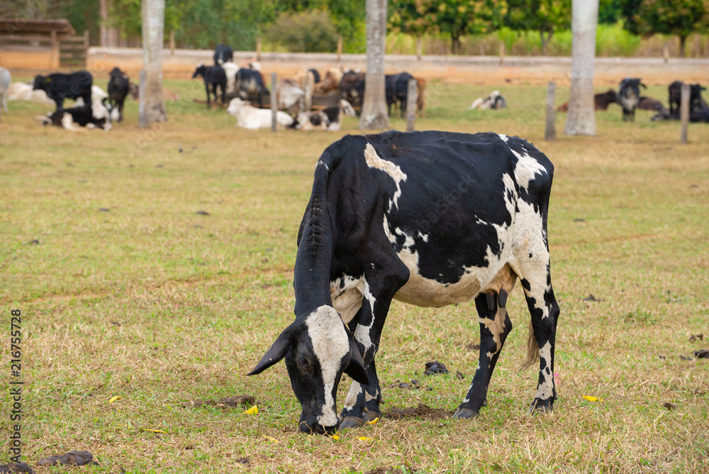 Fototapeta premium vaca pastando na fazenda