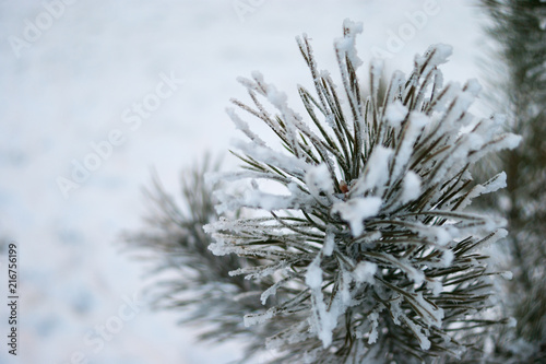 Wintertime season details concept  frosted pine branch on blurred background with copy space