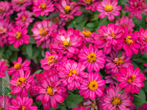 Pink daisy flowers in the garden background
