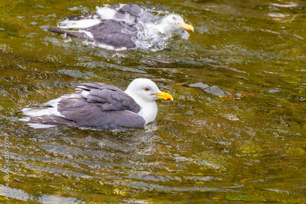 Fototapeta premium Slaty-backed gull.I photograph it in Pereke river in Utoro Shari-cho, Hokkaido Utoro of Japan(Shiretoko Peninsula).