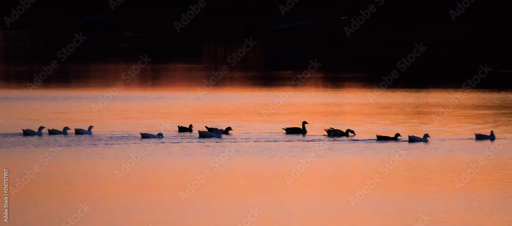 Naklejka premium Waterfowl Silhouettes