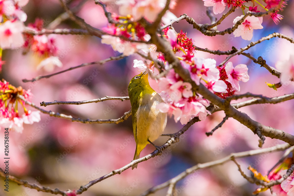 Japanese White-eye.The background is cherry blossoms(Japanese name is Kanzakura). Located in Tokyo Prefecture Japan. Japanese White-eye.The background is cherry blossoms(Japanese name is Kanzakura). Located in Tokyo Prefecture Japan.
