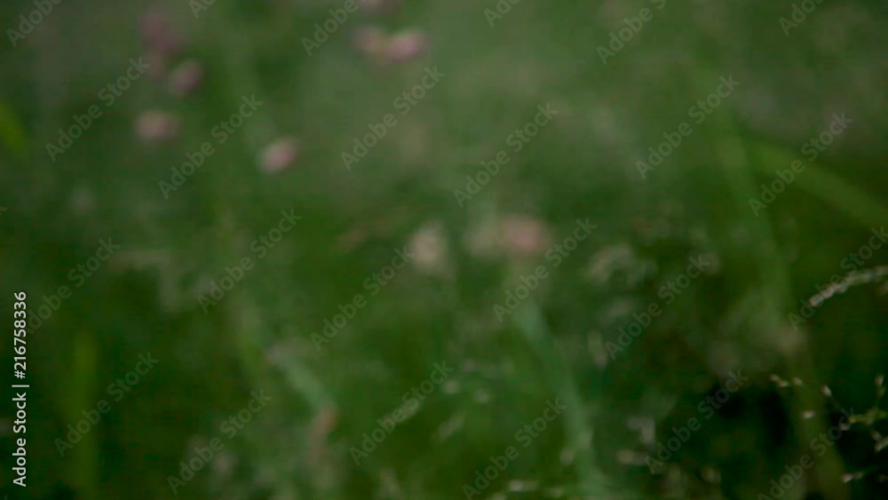 Transition in to blur with flowers. Good to use to pan out or as a transition between two clips. Transition in to blur with flowers. Good to use to pan out or as a transition between two clips.