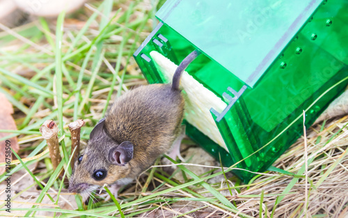 Slika na platnu Mouse released from humane mouse trap