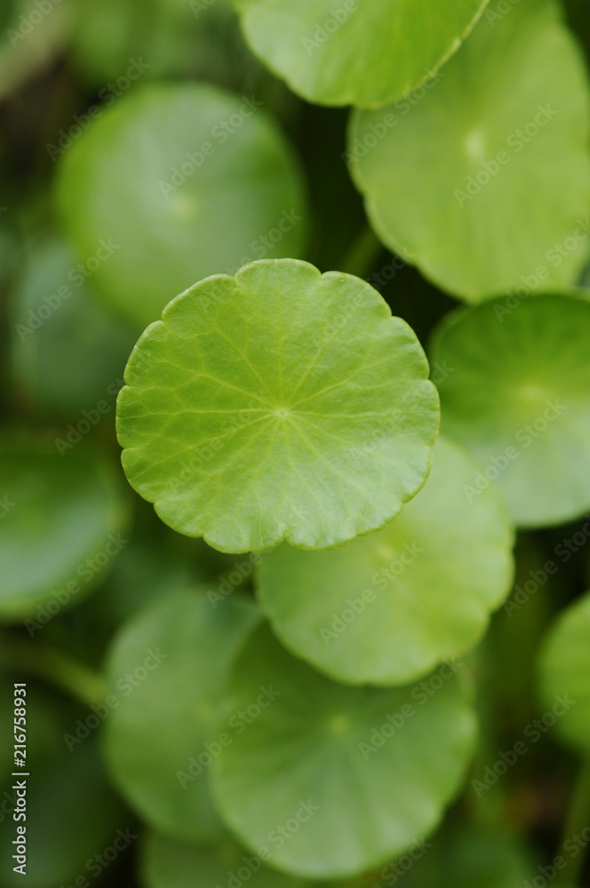 ウォーターマッシュルーム, ウチワゼニクサ, 水生植物, 緑, 植える, 自然, 葉, 水陸両用植物, 水草, グリーン, 水, ビオトープ, 庭, 鉢植え, マクロ, 滴, サマータイム, アップ, 植物, 美しさ, 丸い, green, leaf, Aquatic plants, plants, Aquatic ウォーターマッシュルーム, ウチワゼニクサ, 水生植物, 緑, 植える, 自然, 葉, 水陸両用植物, 水草, グリーン, 水, ビオトープ, 庭, 鉢植え, マクロ, 滴, サマータイム, アップ, 植物, 美しさ, 丸い, green, leaf, Aquatic plants, plants, Aquatic