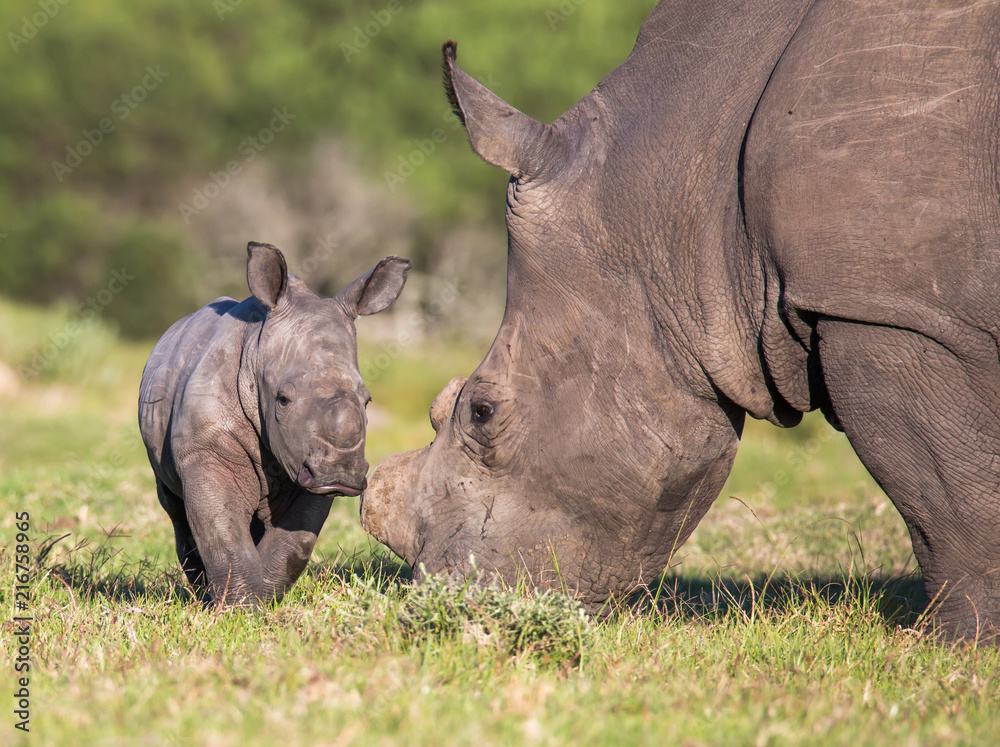 Obraz premium Baby Rhino lub Rhinoceros