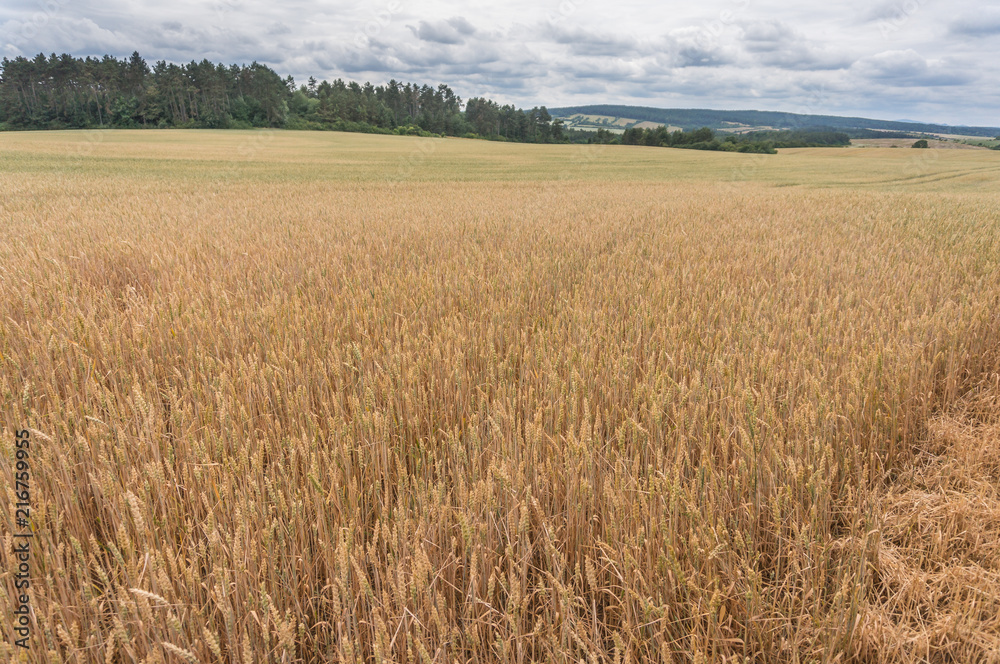 Landschaft im Sommer