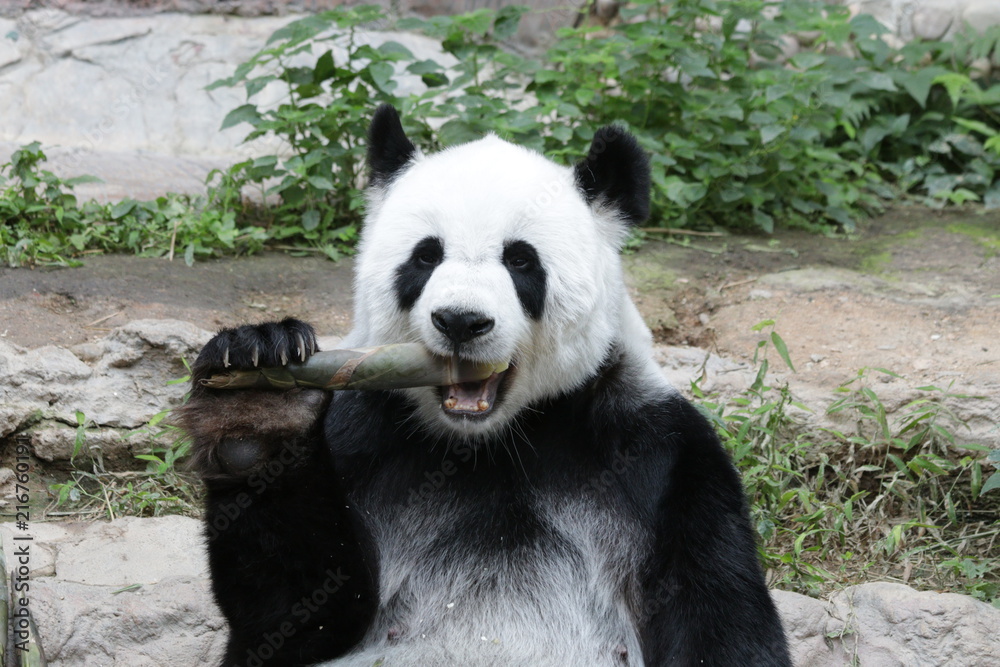 Female Panda in Thailand eating Bamboo Shoot Female Panda in Thailand eating Bamboo Shoot