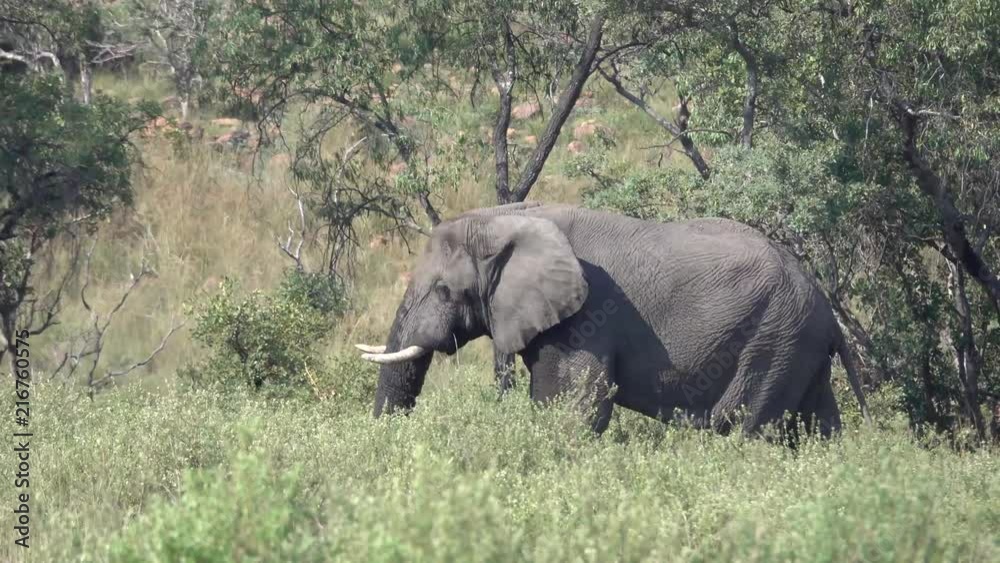 elephant cools down in the bush at a waterhole
