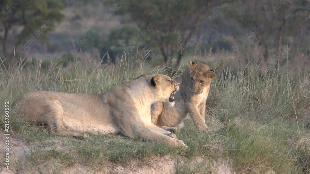 female lion lies with playing cubs on a hill in the savanna in South Africa female lion lies with playing cubs on a hill in the savanna in South Africa