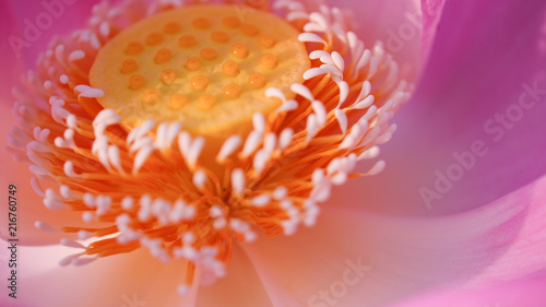 Macro photo of pink lotus flower. Close up photo of a beautiful pink lotus flower with copy space for text advertising design. The background is the pink lotus flowers and yellow lotus bud in a pond