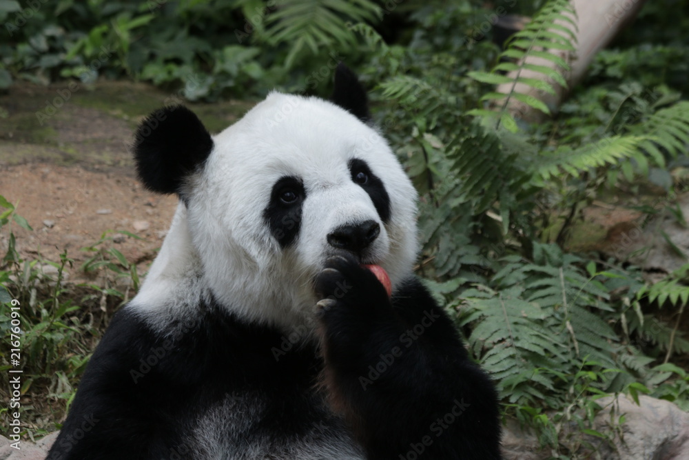 Female Panda eating Red Apple, Chiangmai, Thailand Female Panda eating Red Apple, Chiangmai, Thailand
