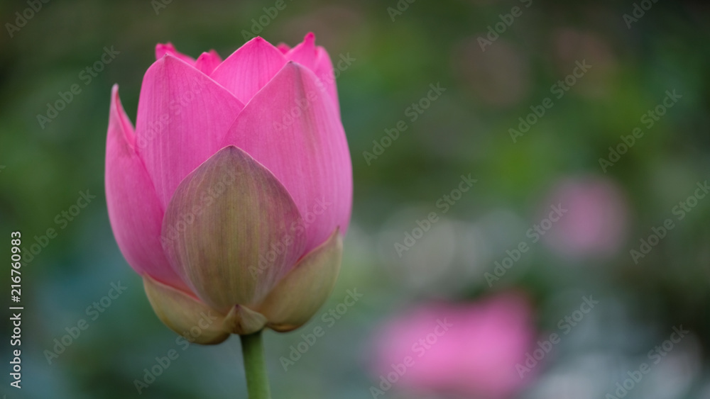 Fresh pink lotus flower. Close focus of a beautiful pink lotus flower is blooming. The background is the pink lotus flowers and yellow lotus bud in a pond in sunshine Fresh pink lotus flower. Close focus of a beautiful pink lotus flower is blooming. The background is the pink lotus flowers and yellow lotus bud in a pond in sunshine