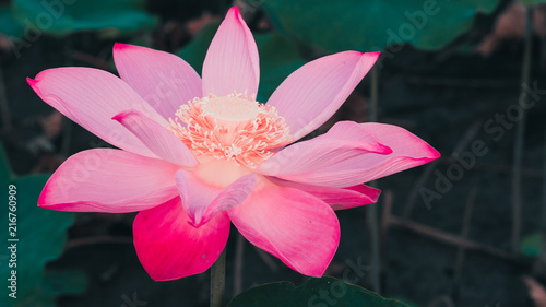 Fototapeta Naklejka Na Ścianę i Meble -  Fresh pink lotus flower. Close focus of a beautiful pink lotus flower ais blooming. The background is the pink lotus flowers and yellow lotus bud in a pond in sunshine