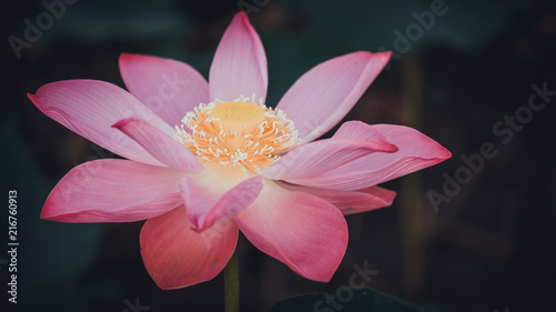 Fototapeta Naklejka Na Ścianę i Meble -  Macro photo of pink lotus flower. Close up photo of a beautiful pink lotus flower with copy space for text advertising design. The background is the pink lotus flowers and yellow lotus bud in a pond