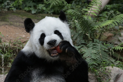 Female Panda Eats a Red Apple  Chiangmai Zoo  Thailand