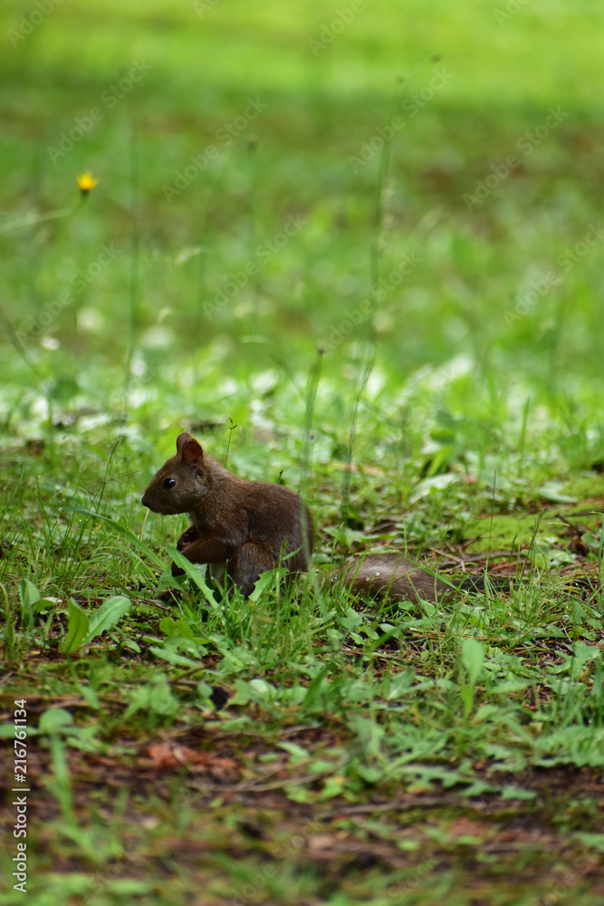 Fototapeta premium 草原で静かに立つエゾリス