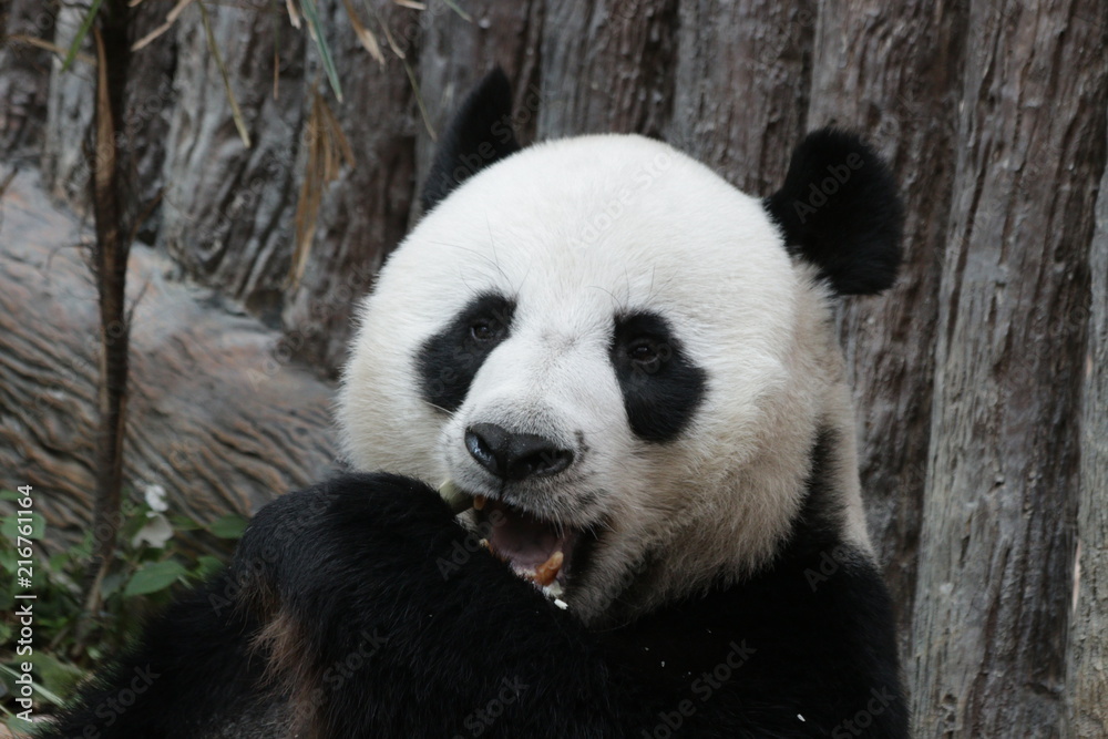 Close-up Giant Panda Face, Chuang Chuang, Chiangmai Zoo, Thailand Close-up Giant Panda Face, Chuang Chuang, Chiangmai Zoo, Thailand