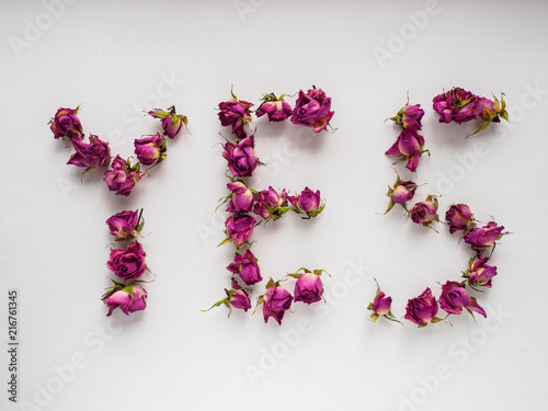 dry roses on white background