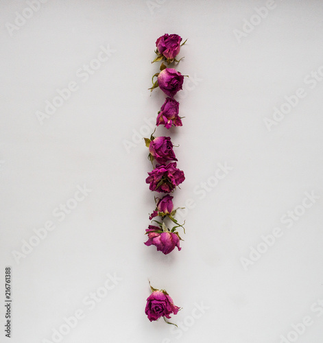 dry roses on white background