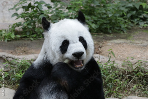 Female Giant Panda , Lin Hui, Chiangmai Zoo, Thailand © foreverhappy
