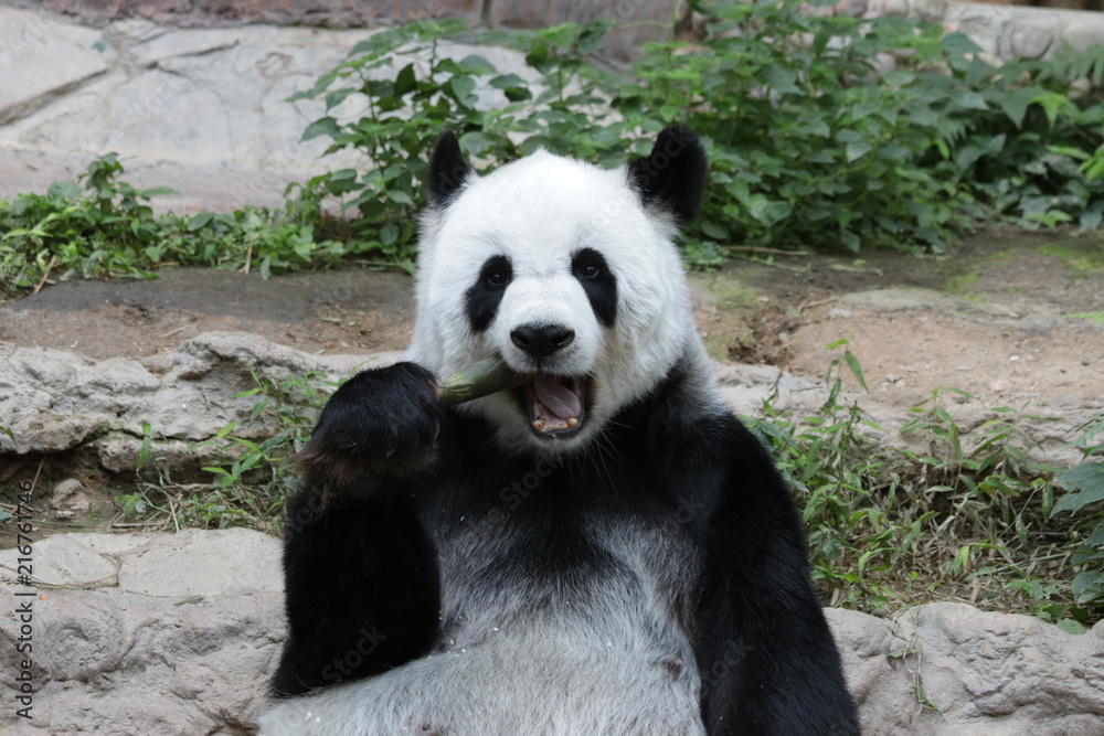 Female Panda in Thailand eating Bamboo Shoot, Lin Hui