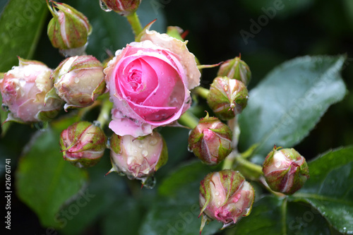Rose, flowers, garden, summer, роза, розы, королева сада, розарий