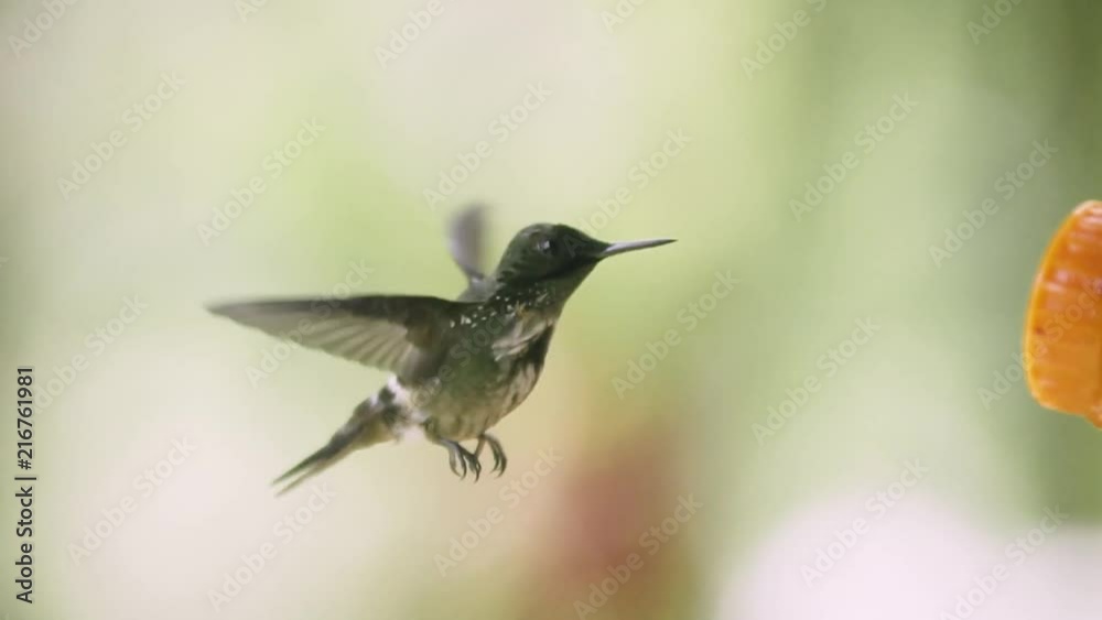 slow motion hummingbird at feeder slow motion hummingbird at feeder