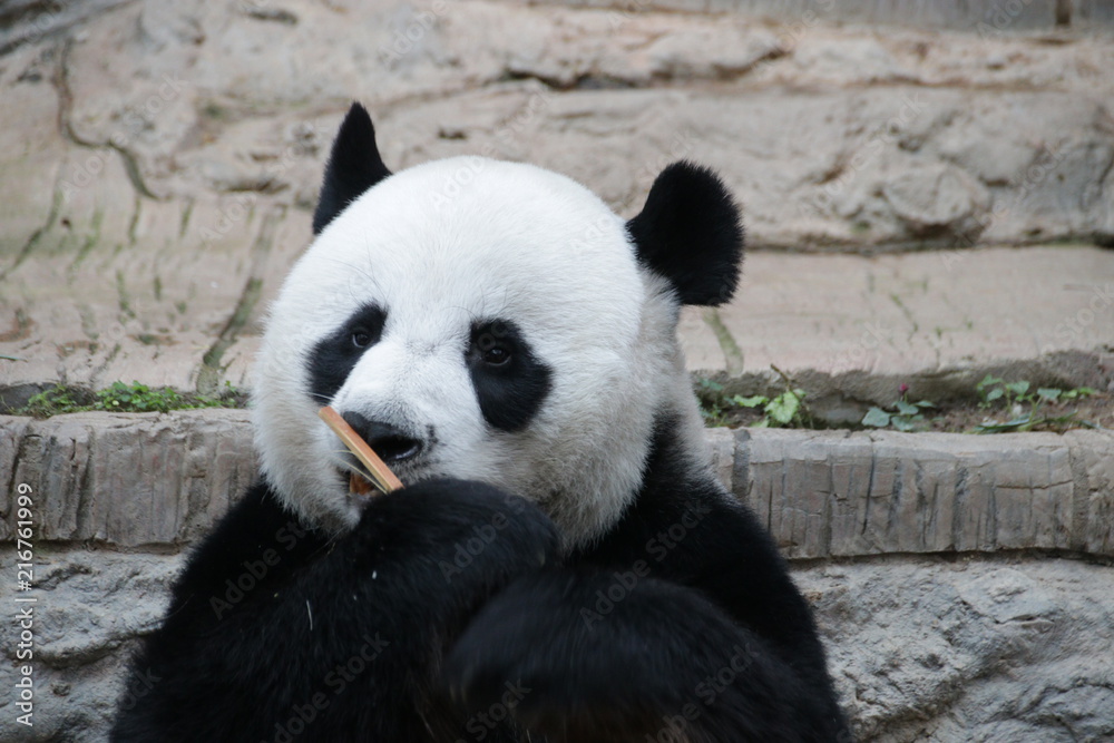 Fototapeta premium Male Giant Panda Eating Bamboo, Chiangmai, Thailand, Chuang Chuang