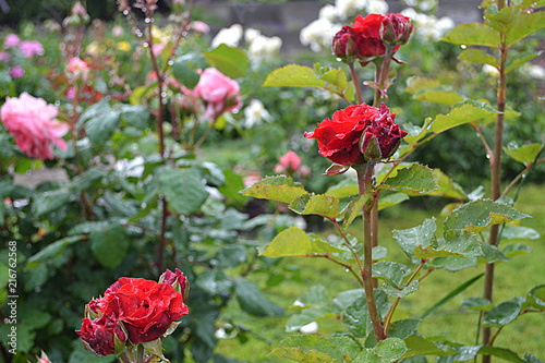 Rose, flowers, garden, summer, роза, розы, королева сада, розарий