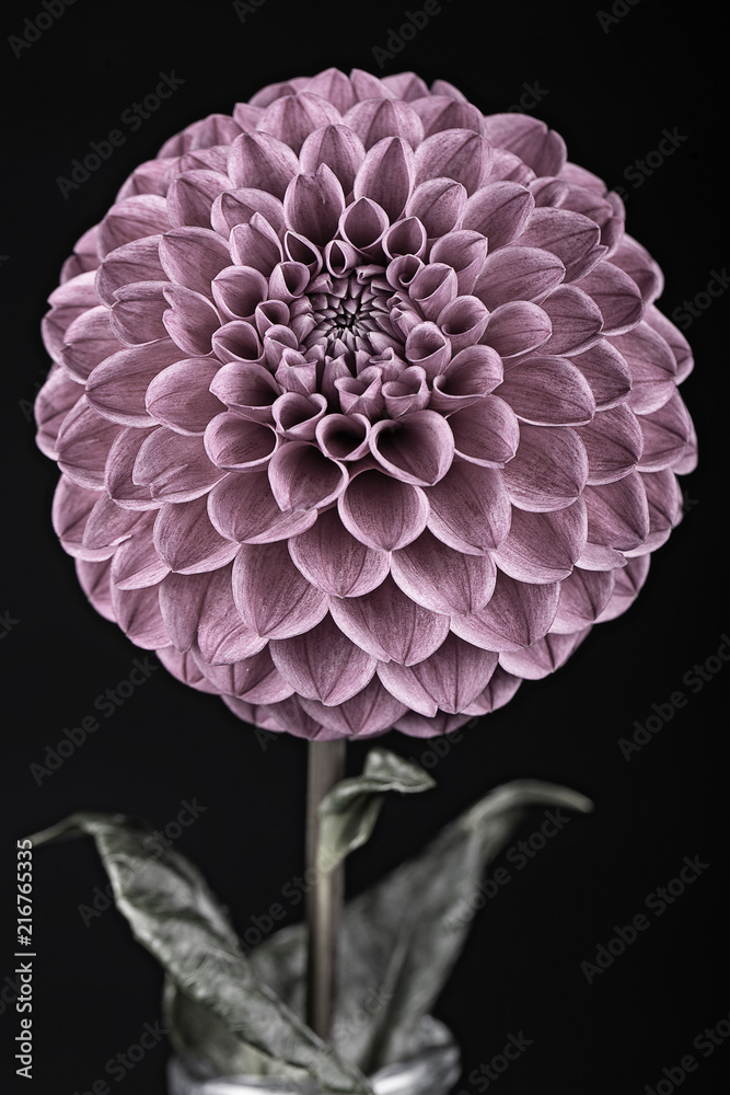 Beautiful red dahlia Beautiful red dahlia
