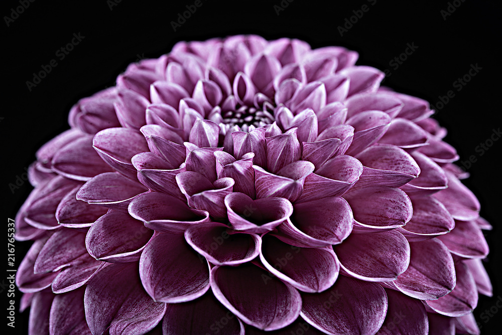 Beautiful red dahlia Beautiful red dahlia