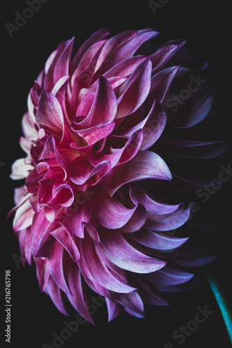 Rooster Dahlia Flower